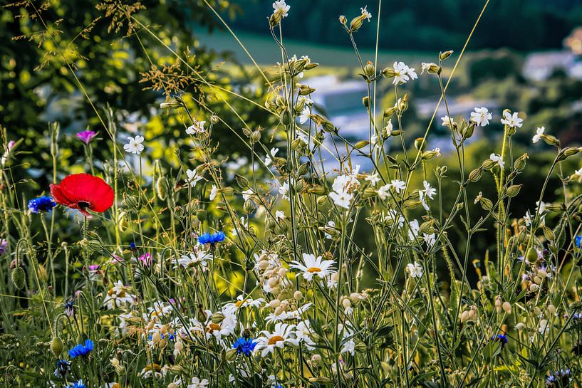 forest flowers field landscape Erzgebirge mountains towns cities villages by Johnny Flash