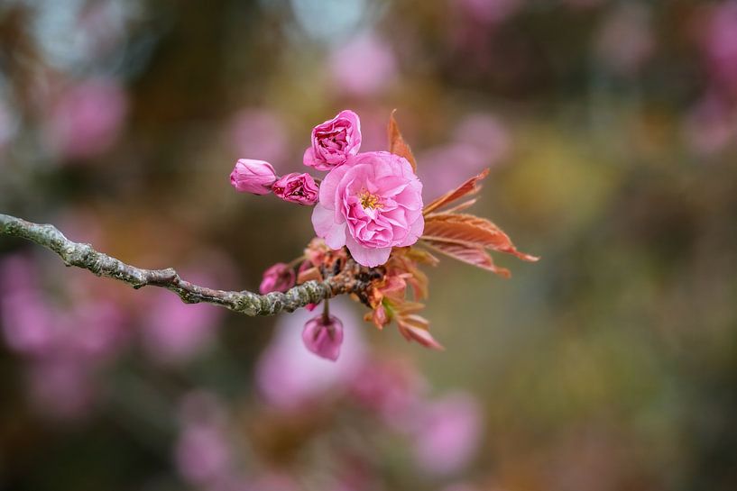 Pink blossoms from an ornamental cherry by ManfredFotos