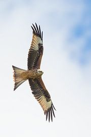 Red Kite en vol en Angleterre sur Jeroen Stel