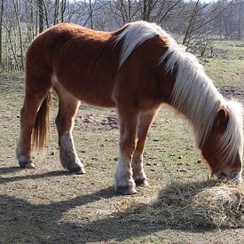 Pony bij Kuinderbos van Jan Sloothaak