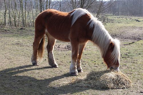 Pony bij Kuinderbos