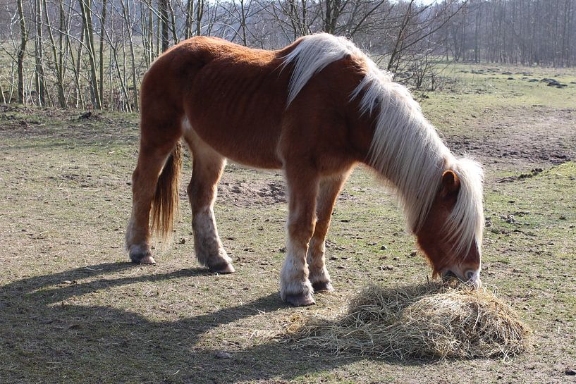 Pony bij Kuinderbos von Jan Sloothaak