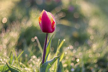 A close up of a tulip