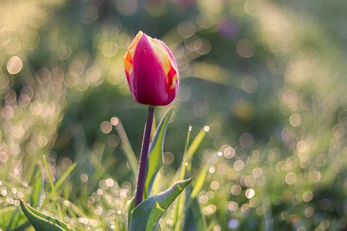 Eine Nahaufnahme einer Tulpe von Annelou de Man
