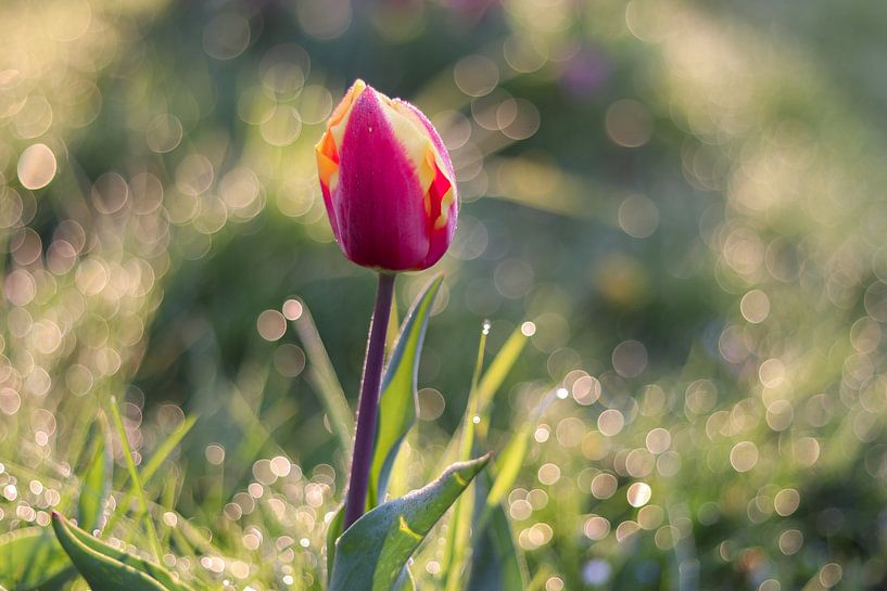 Eine Nahaufnahme einer Tulpe von Annelou de Man