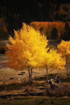 Glow in the dark by Martin Podt