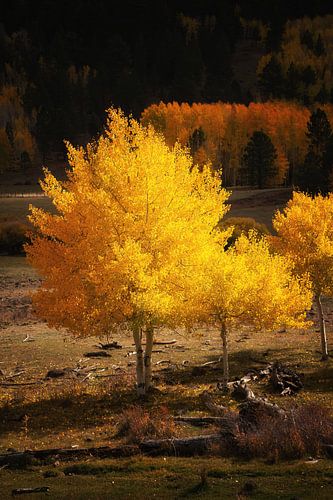 In het donker gloeien
