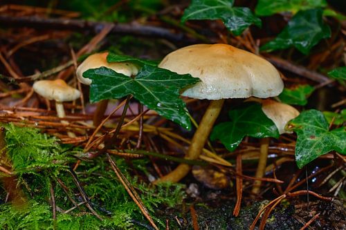 Zwaveldoppen van dennenbomen groeien tussen groen mos en klimop in het bos in de herfst