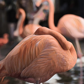 Ein ruhiges Bild eines schlafenden Flamingos, der dennoch im Auge behält, was um ihn herum geschieht von Hauwert Photography
