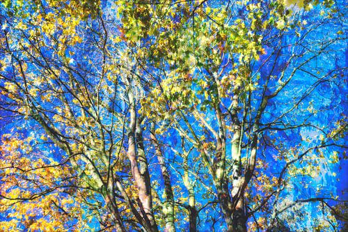 Herfstbomen van Diana Mets