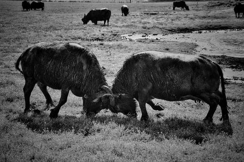 Waterbuffels