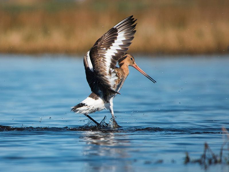 Sierlijk is zo'n grutto  (bestel max 120) van Natuurpracht   Kees Doornenbal