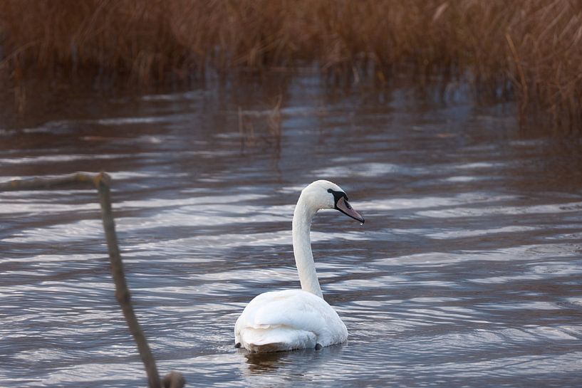 Schwan auf einem See mit Schilf von Frank Briske