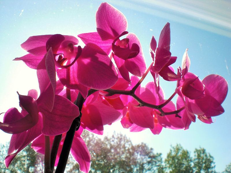 Paarse orchideeën by Pictures Of Nature