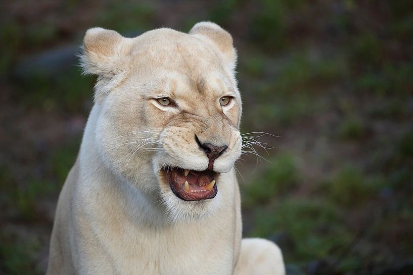 Löwe (Panthera leo) von Ronald Pol
