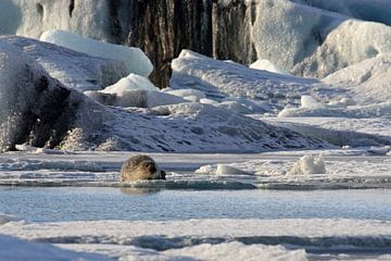 Zeehond op het ijs van Antwan Janssen