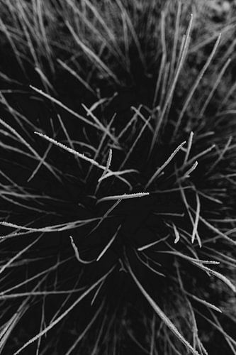 Grassprieten in zwart wit