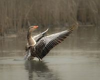 Grauwe gans slaat krachtig met zijn vleugels