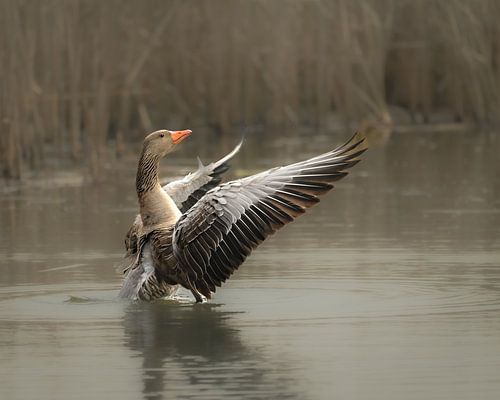Greylag goose beats its wings vigorously by Marielle Van den Elshout