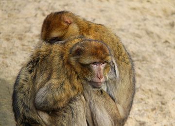 Berber monkey. by Jose Lok