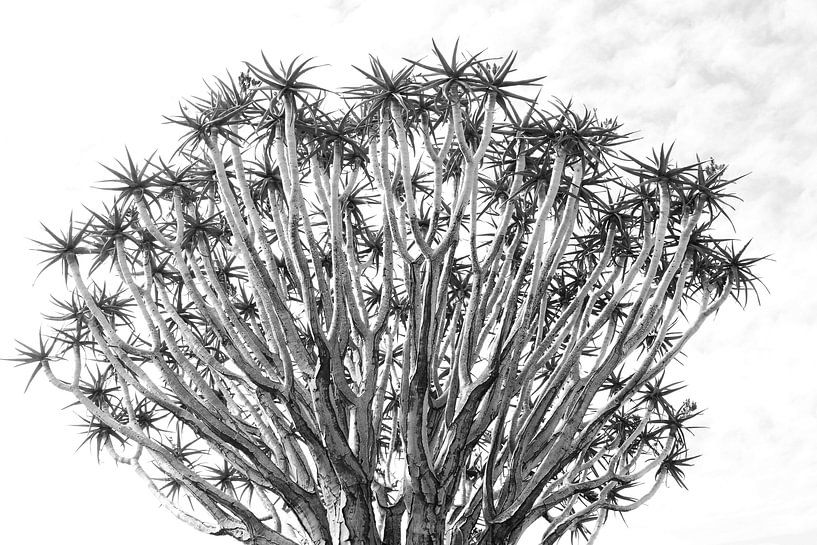 Aloe succulent by Inge Hogenbijl