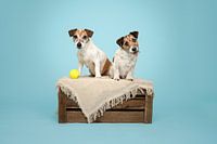 Mutter und Tochter kurzhaariger Jack Russel Terrier Hund, auf einer Holzkiste, mit Tennisball / im Studio mit hellblauem Hintergrund