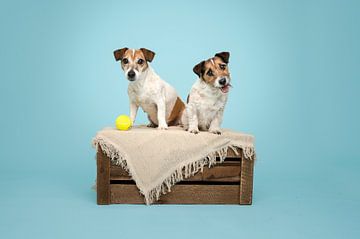Mutter und Tochter kurzhaariger Jack Russel Terrier Hund, auf einer Holzkiste, mit Tennisball / im Studio mit hellblauem Hintergrund von Elisabeth Vandepapeliere