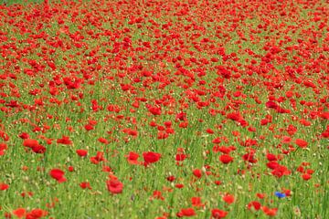 A sea of poppies by Blond Beeld