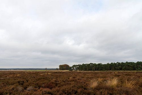 Hoge Veluwe