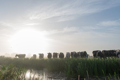 Goedemorgen koeien in de mist