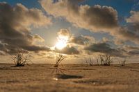 groeien op het strand