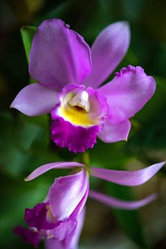 Orchidée Cattleya sur Steffen Gierok