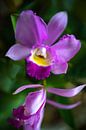 Cattleya Orchidee van Steffen Gierok thumbnail