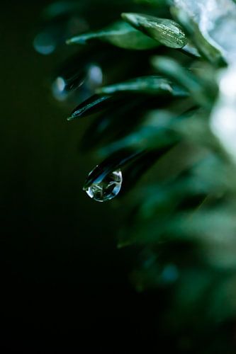 La nature dans un reflet