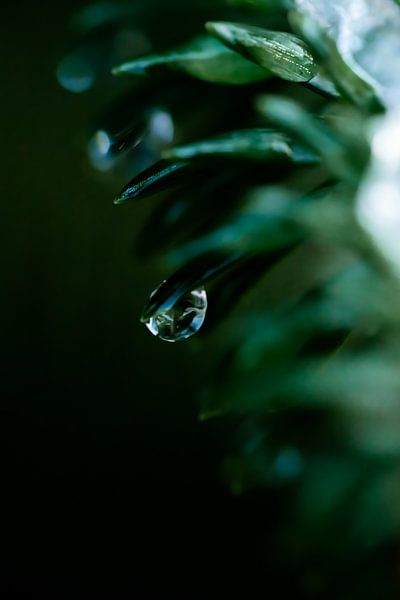 La nature dans un reflet par Nicole Schmidt