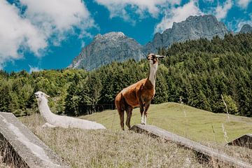 Daar bovenop die berg: lama's in Zwitserland van Sanne Vermeulen