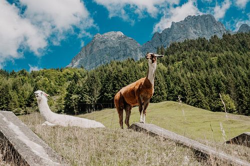 On the top of a mountain: llamas in Switzerland