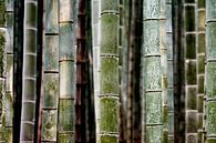 Bamboe stammen par Peter Postmus Aperçu