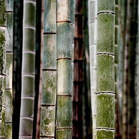 Bamboo trunks by Peter Postmus