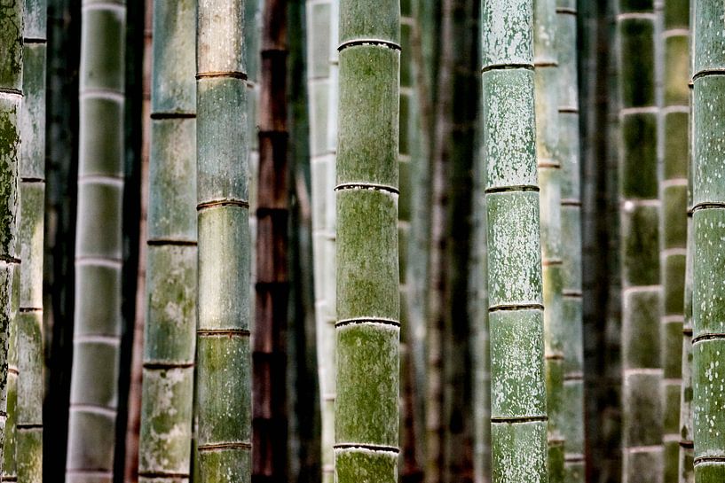 Bamboe stammen par Peter Postmus