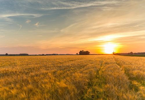 Grainfield at sunset