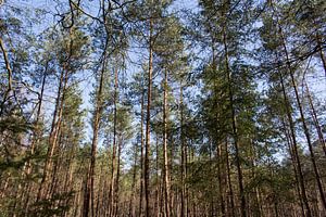 Bomen Soest, Utrecht