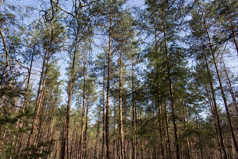 Bomen Soest, Utrecht van Jaap Mulder