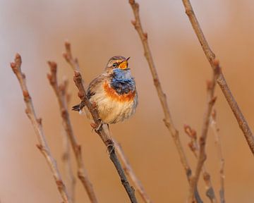 Gorgebleue, Haagse Beemden, portrait chaud couché sur Andre Gerbens