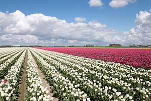 Weißes und rosa Tulpenfeld mit typisch holländischem Himmel