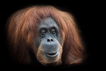 Verrassing. Gezicht van een slimme orang-oetan-ronde van Michael Semenov