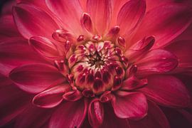 Dahlia en gros plan
