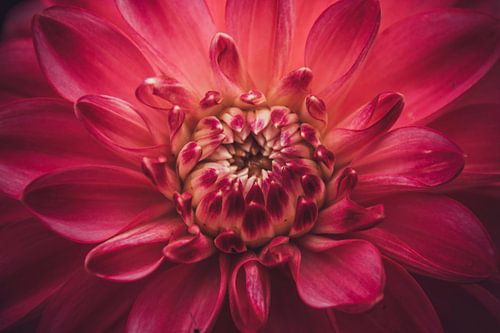 Dahlia close-up