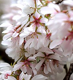 romantic pink spring by joyce kool