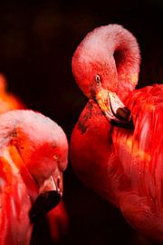 Feuerflamingo von Truckpowerr